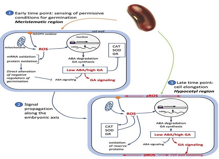 ROS mediated signaling mechanism